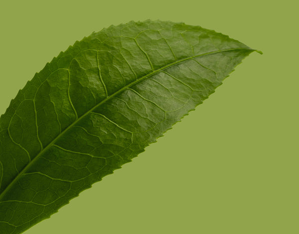 How The Green Tea Leaf Extract Helps Your Skin