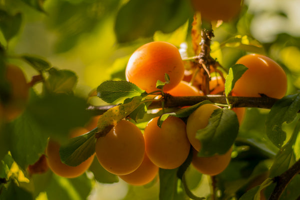 The Buzz On Apricot Kernel Oil For Skincare