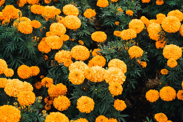Right from Marigold Flowers onto Your Skin - How Calendula Flower Extract Works